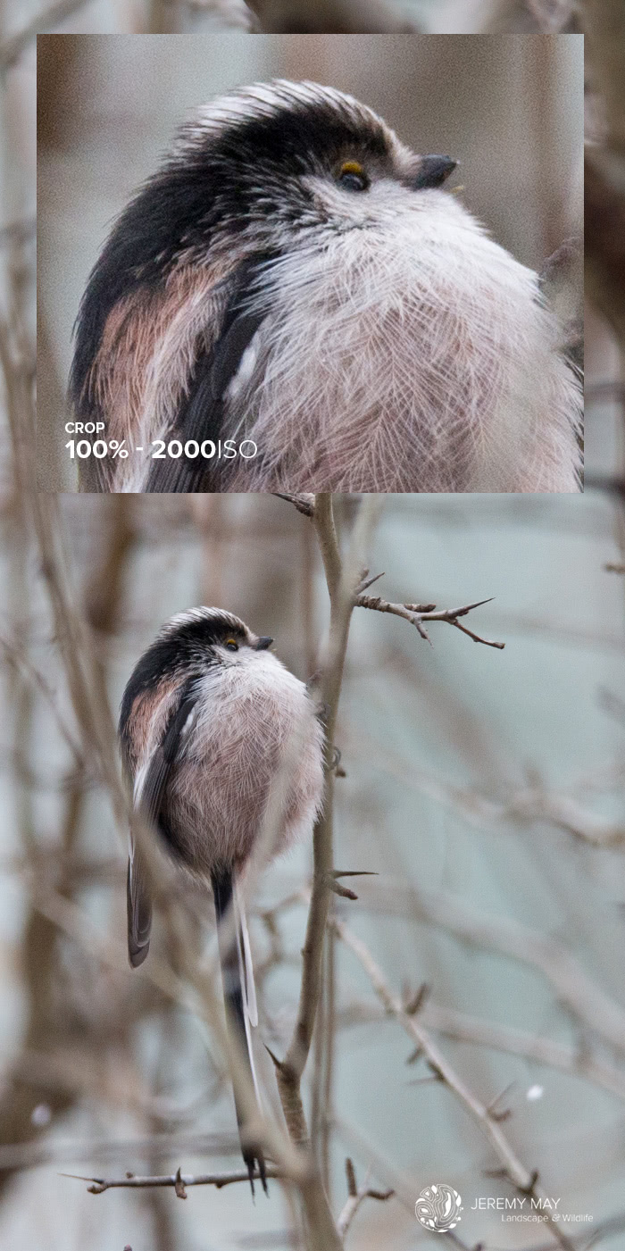 La mésange à longue queue dans sa parure hivernale (exif : 400 mm - f/6 - 1/800s - 2000 ISO)